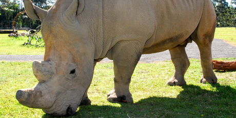 A rhinoceros at Australia Zoo's new African enclosure. Photo / Courtesy of Australia Zoo