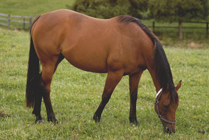 Photo / Thinkstock