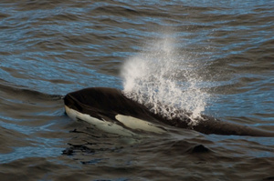 The incident happened less than 200m from shore. Photo / Thinkstock