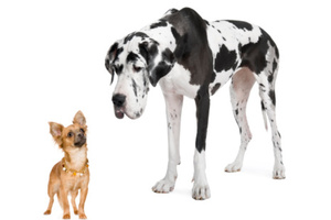 Toy dog owners are creative while Great Dane have are agreeable and intelligent.
Photo / Thinkstock