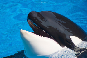 Russian scientists will embark on a quest next week to observe the only all-white, adult killer whale ever spotted. File Photo / Getty Images