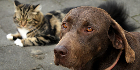 Labrador cross Angel and her friend Fluffy recover at home at Ruatoki, near Whakatane, after being attacked. Photo / Alan Gibson