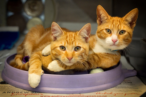 The animals adopted during the sale included 229 kittens. Photo / Natalie Slade