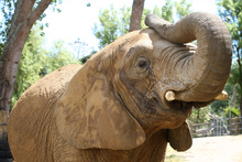 Mila the African Elephant at Franklin Zoo.
Photo / File 