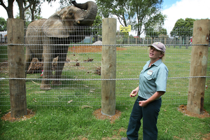 Helen Schofield, with Mila the former circus elephant who killed her, at Franklin Zoo. Photo / Greg Bowker