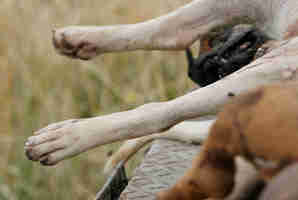 Some of Rowan Hargreaves' 33 dogs that were killed at his rural property in Wellsford, north of Auckland. Photo / Greg Bowker