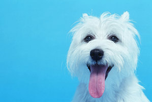 A picture of a dog? A family picture? Look on the walls for areas to talk about that might help start the relationship. Photo / Thinkstock