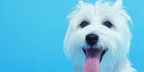 A picture of a dog? A family picture? Look on the walls for areas to talk about that might help start the relationship. Photo / Thinkstock
