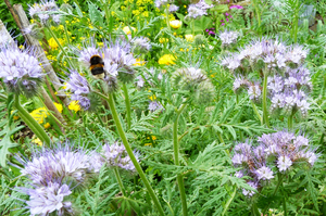 Phacelia, which can be used as a green manure crop, also attracts beneficial insects tot he garden. Photo / Meg Liptrot