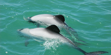 Around the world, three species become extinct each hour and it seems New Zealand is no better than the rest of the world. Photo / Department of Conservation