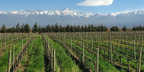 Argentina's Mendoza region spoils visitors with a wealth of viticultural and gastronomic delights. Photo / Thinkstock
