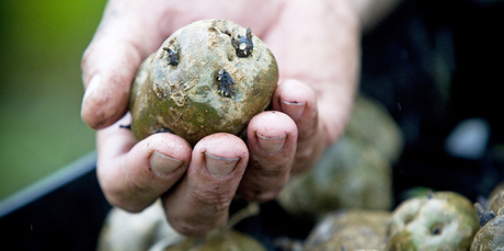 Potatoes are great for replanting, but, make sure you choose ones that are as blemish-free as possible to eliminate the problem of blight. Photo / Richard Robinson