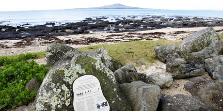 The Takapuna reef fossil forest. Photo / Steven McNicholl