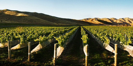 Marlborough is a flag-bearing region delivering pinot noir that can take on the world. Photo / Supplied