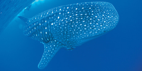 Mass coral spawning at Western Australia's Ningaloo Reef is drawing large numbers of whale sharks to the World Heritage-listed dive spot. Photo / Tourism Western Australia