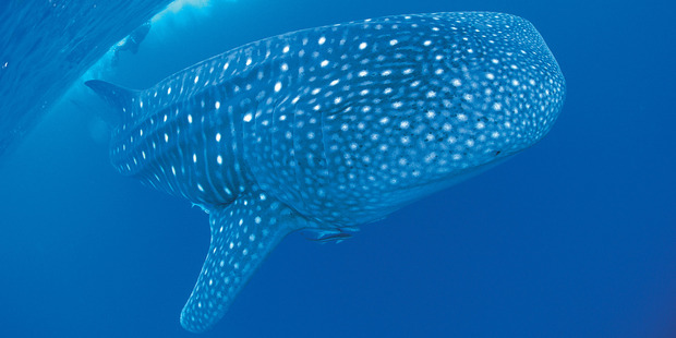 Mass coral spawning at Western Australia's Ningaloo Reef is drawing large numbers of whale sharks to the World Heritage-listed dive spot. Photo / Tourism Western Australia