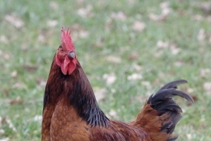 Michael Wilson admitted recklessly ill-treating chickens resulting in them dying. Photo / Thinkstock