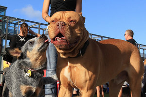Dog owners have bitten back at Auckland City's plans for big increases in dog registration fees. Photo / Greg Bowker