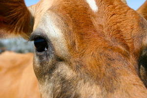 File photo / Thinkstock