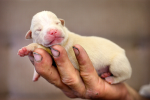Rowan Hargreaves discovered a few puppies at his home in Wellsford, which survived an alleged shooting. Photo / File