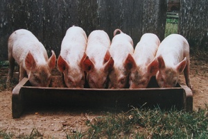 These little piggies went to market, but that doesn't make them greedy. Photo / Supplied