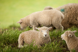 Sheep meat prices were down 12 per cent in April, falling to an 18-month low. Photo / APN