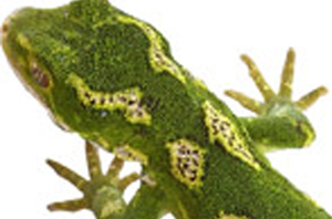 Jewelled geckos can each fetch $8000 on the European illegal reptile blackmarket. File photo / NZ Herald