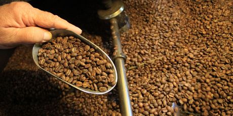 Checking the roast on coffee beans at Atiu Coffee. Photo / Jim Eagles