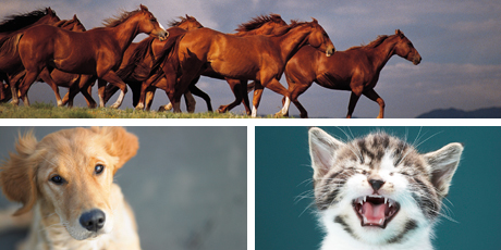 Eating animals like horses, cats and dogs might not be for everyone, but Shelley Bridgeman says we're all entitled to choose our food. Photo / Thinkstock