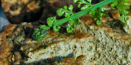 Pikopiko takakau - Fiddlehead fern bread. Photo / Jason Burgess