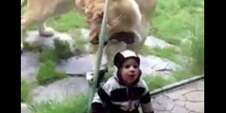 So close - but so far, thanks to the glass at Portland Zoo. Photo / YouTube grab