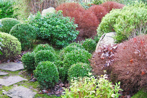 Compact shrubs with small foliage lend themselves well to topiary. Photo / Supplied