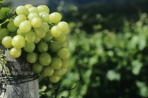 A grape's skin holds the fruit's best flavour. Grappa, the spirit made from the skins, is proof of that. Photo / Thinkstock