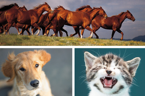 Eating animals like horses, cats and dogs might not be for everyone, but Shelley Bridgeman says we're all entitled to choose our food. Photo / Thinkstock