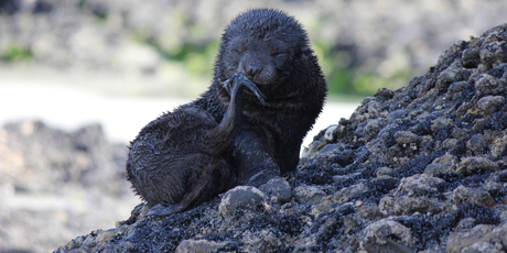 A seal pup is almost camouflaged as it perches on rocks at Wharariki Beach. Photo / Jill Worrall