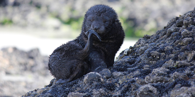 A seal pup is almost camouflaged as it perches on rocks at Wharariki Beach. Photo / Jill Worrall