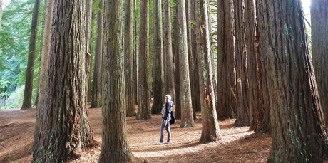 A forest of redwoods creates a calm atmosphere in Hamurana Springs. Photo / Supplied