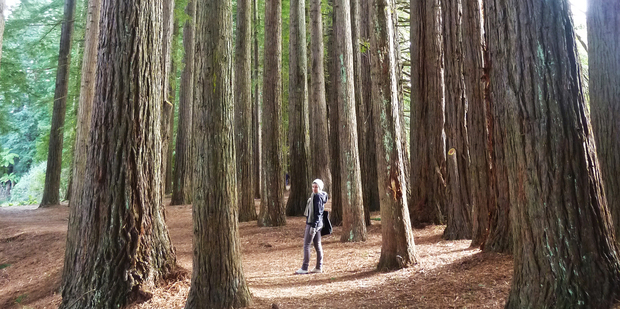 A forest of redwoods creates a calm atmosphere in Hamurana Springs. Photo / Supplied