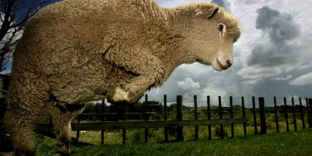 Sheep meat prices were down 12 per cent in April, falling to an 18-month low. Photo / Kenny Rodger