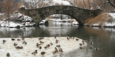 Winter Snow in Central Park, New York City. Photo / Thinkstock