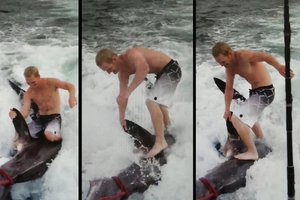 A case of 'shark surfing' will not be investigated any further. Photo / Facebook