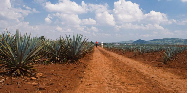 In the Mexican town of Tequila, spiny agave plants grow in neat rows on hillsides, the valley floor, and even in median strips along the highways. Photo / Thinkstock