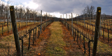 A challenge facing winemakers is the ever-changing temperament of Mother Nature. A year's worth of hard work can be undone with ill-timed bursts of bad weather. Photo / Thinkstock