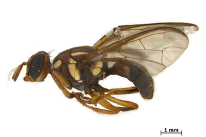 The Queensland fruit fly was found in Mt Roskill, Auckland, sparking a massive biosecurity scare.
Photo / Supplied