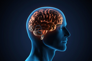 A global brain study led to the world's largest database of brain imaging results.
Photo / Thinkstock