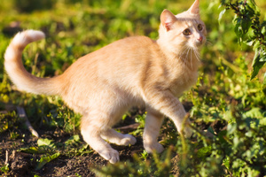 Last year there were twice as many cats as dogs. Photo / Thinkstock