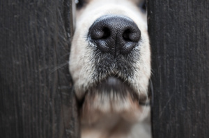 Mr Hughes agered to euthanise the dog as it was 'going mad' in the pound. Photo / Thinkstock