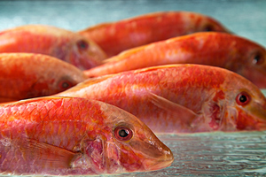 Recreation anglers are being warned they risk prosecution if caught buying or selling fish that they have caught. Photo / Thinkstock