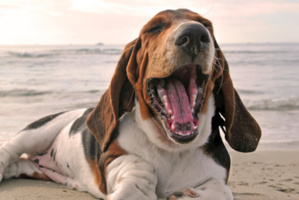 Dogs can empathise with humans, according to a new study.
Photo / Thinkstock