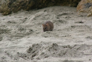 Big rats are causing problems in Napier.